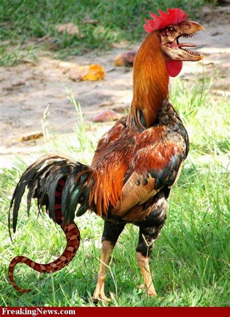 rooster pictures freaking news